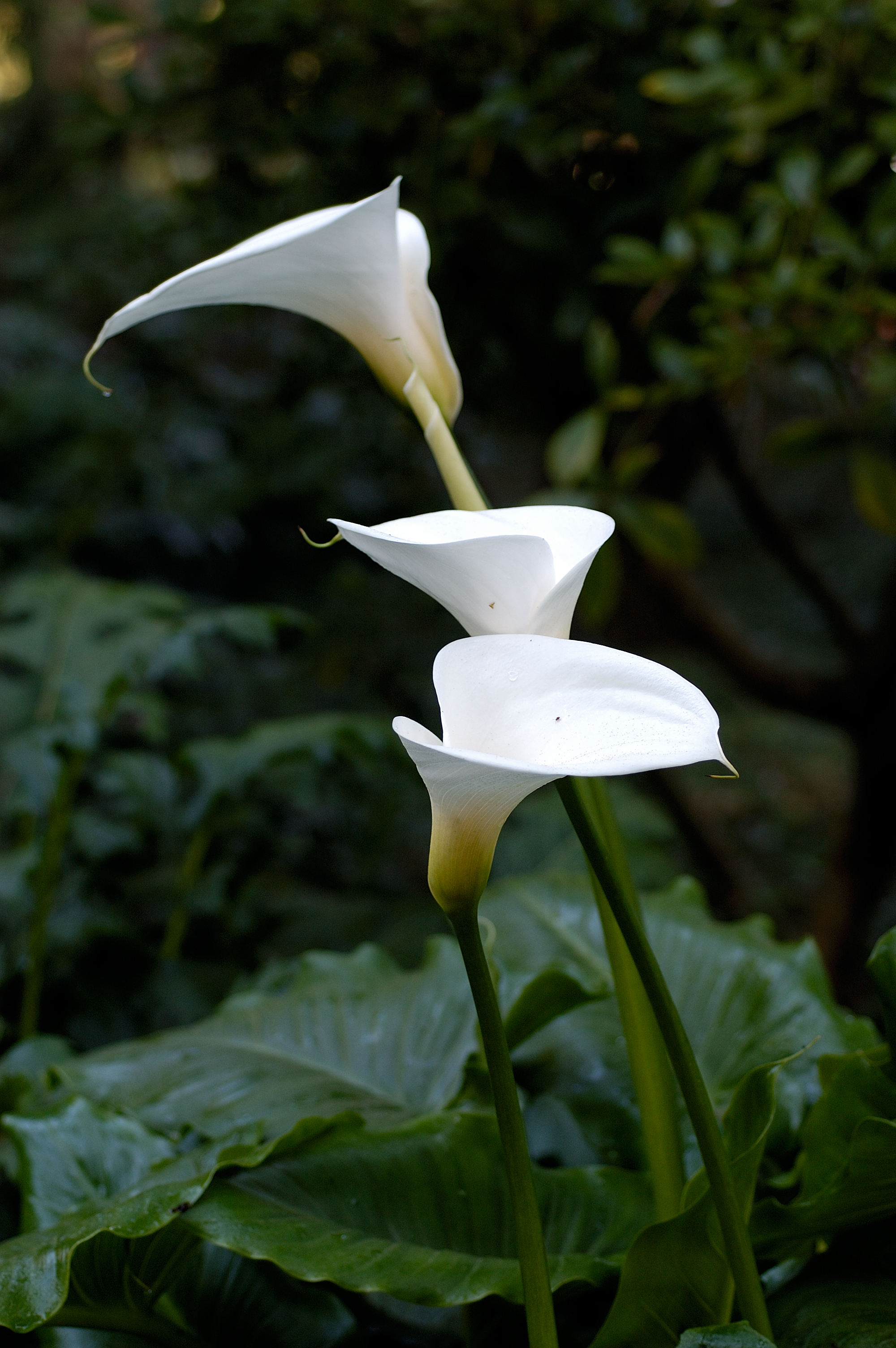  fehér tölcsérvirág